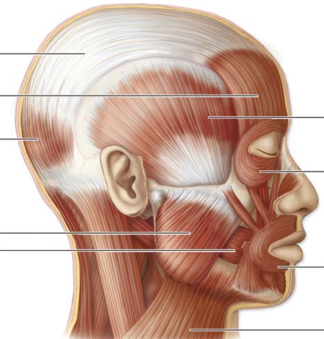 Head Muscles Side View Diagram Quizlet