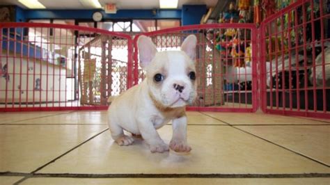 Jun 27 2020 at earliest meet pouges, a relaxed french bulldog puppy who's ready to take on the world. Cream French Bulldog Puppies For Sale in Georgia at ...