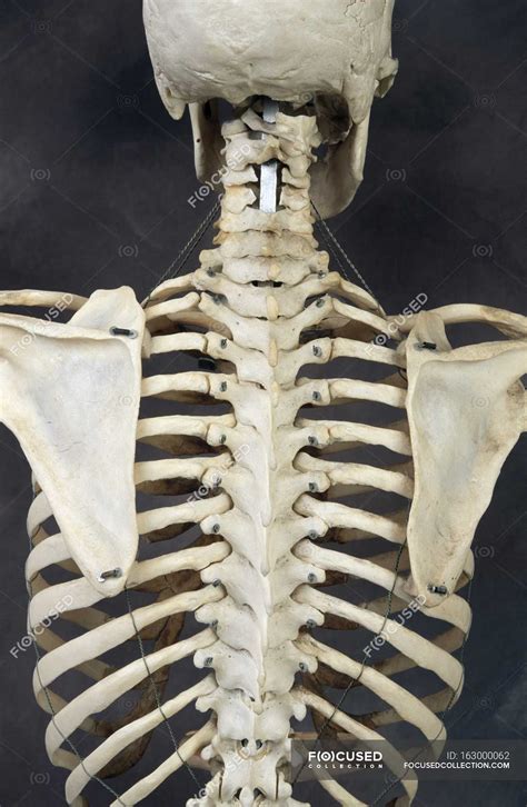 Human Skeleton Back On Black Background — Rib Cage Bones Stock Photo