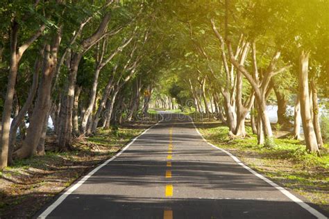 Road With Trees On Both Sides Stock Photo Image Of Point Keywords