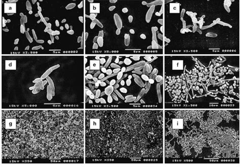 Representative Micrographs Showing Biofilms 24 H Formed By Candida