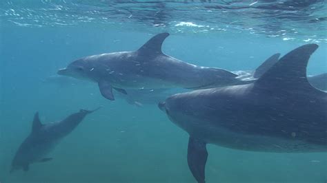 Swimming With Dolphins Might Be Banned In Hawaii Mashable