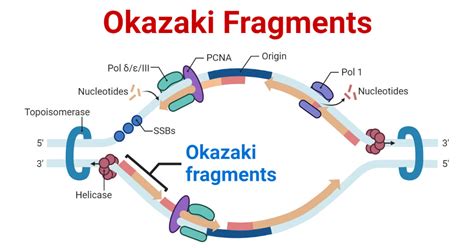 Okazaki Fragments Definition Formation Significances