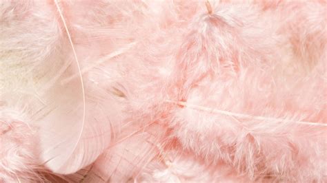 Download Pastel Pink Feathers Wallpaper