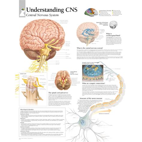 26.cells within this gland, which is part of the central nervous system, produce several hormones that affect the functioning of the pituitary gland. Central Nervous System Diagram - Central Nervous System ...