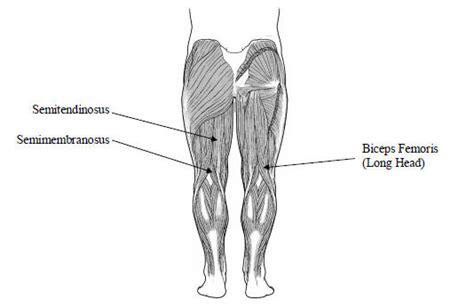 The tendons of the edl can be palpated on the dorsal surface of the foot. Knee/Leg Flexors (Hamstrings) | Baseball Speed Program
