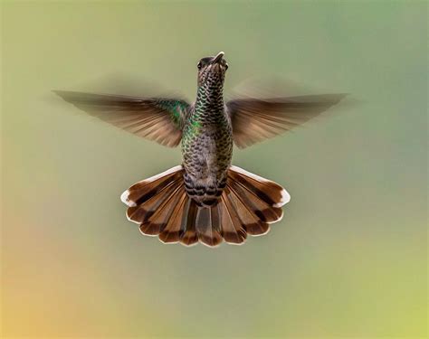 Bird Flying Brown Bird Hummingbird Image Free Stock Photo