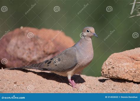 White Winged Dove In Desert On Rocks Stock Photo Image Of Single