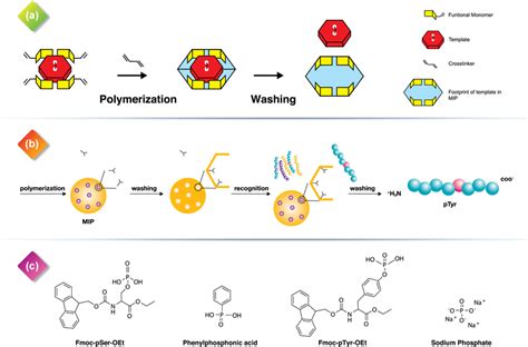 A Synthesis Of Molecularly Imprinted Polymers Mip First Mix A