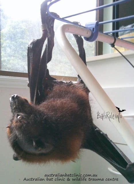 Rehab Megabats Abc 18072012 Fruit Bat Wildlife Rehabilitation