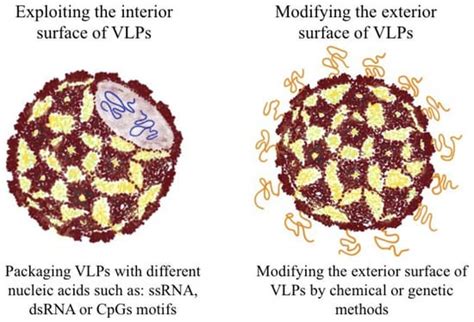Vaccines Free Full Text Interaction Of Viral Capsid Derived Virus