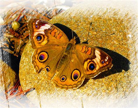 Buckeye Butterfly Photograph By Joe Duket Fine Art America