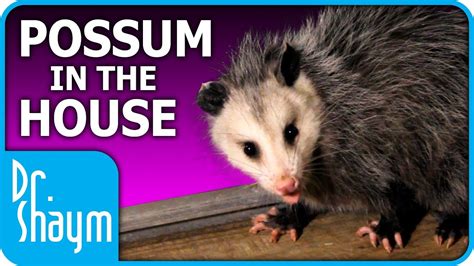 Possum In The House Advertiser Friendly Version Youtube
