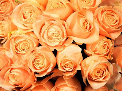What color goes with rose gold: Gold Rose Wallpapers - Wallpaper Cave