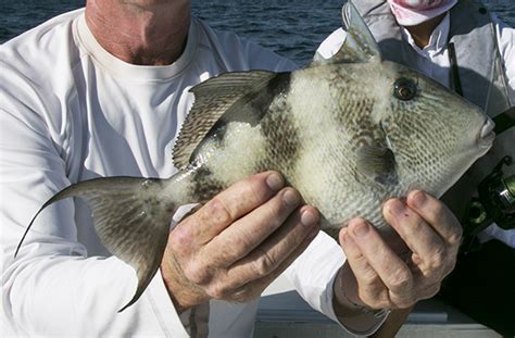 Gulf Triggerfish Florida Canadian Sportfishing