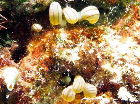 Hidden Anemone Information And Picture Sea Animals