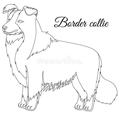 Border Collie Dog Outline Stock Vector Illustration Of White 98754054