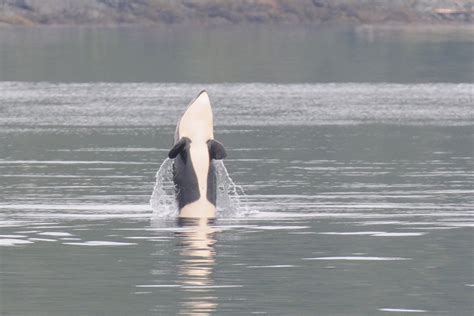 Experience Stubbs Island Whale Watching Adventure British Columbia