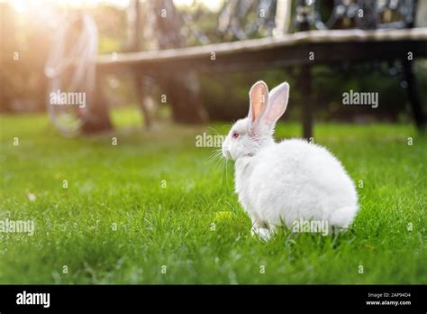 Rabbit Grass Bench Hi Res Stock Photography And Images Alamy