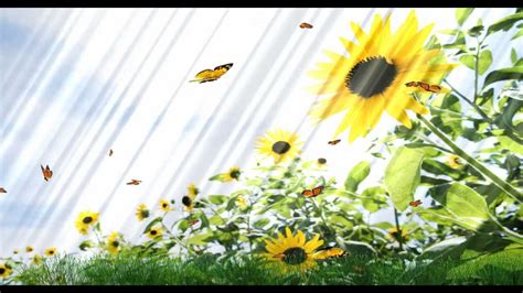 Beautiful Butterfly Animated Wallpaper
