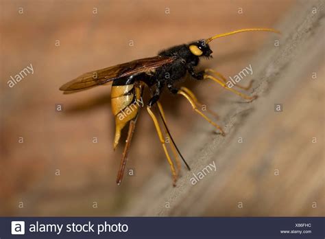 Wood Wasp Horntail High Resolution Stock Photography And Images Alamy