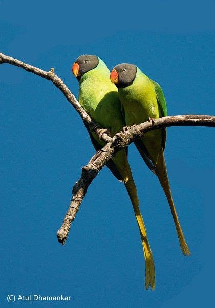 Used by entities to formally communicate. Oriental Bird Club Image Database : Slaty-headed Parakeet ...