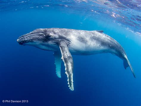Baby Whale Tonga A Baby Humpback Whale Playing Near The Flickr