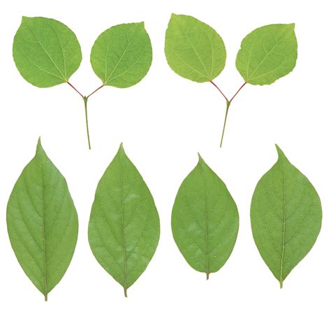 Green leaves PNG Image - PurePNG | Free transparent CC0 PNG Image Library