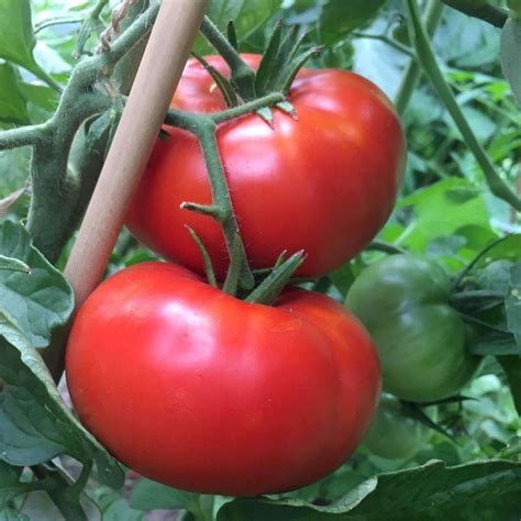 Seeds for Delicious Tomato | Solanum lycopersicum | Amkha Seed