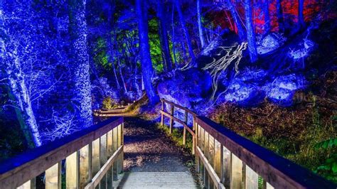 In Pictures Enchanted Forest Light Show Opens To Public Bbc News