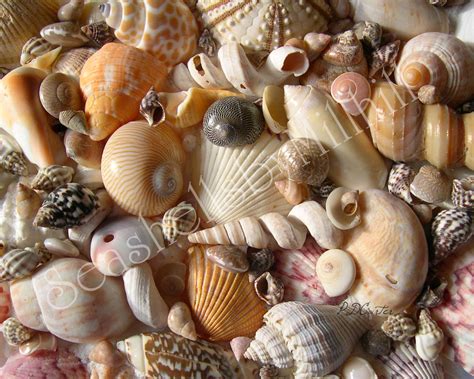 Identifying Your Seashells Where To Start Seashells By Millhill