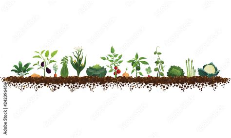 Large Vegetable Garden Illustration Stock Vector Adobe Stock