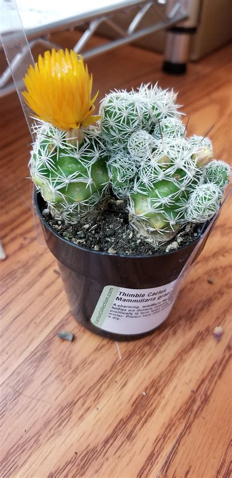 Strawflower Glued To A Thimble Cactus Thats Getting Ready To Bloom