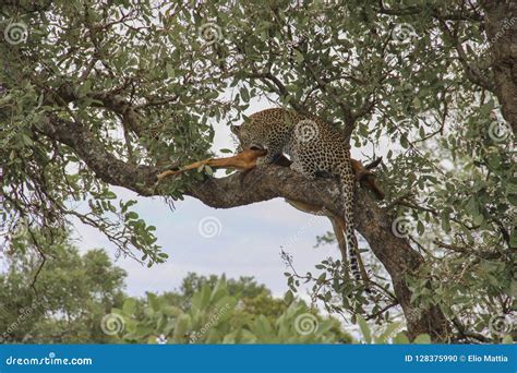 Leopard Eating An Impala Prey On Tree Branch Kruger National Park