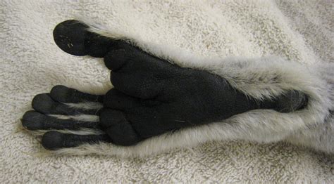 Close Up Of A Ring Tailed Lemurs Foot Showing Black Skin Lemur