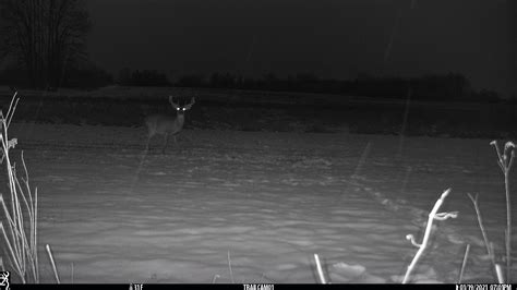 He likes turnips! | Michigan Sportsman Forum