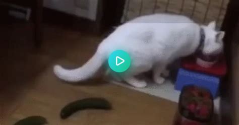 What Are Cats Afraid Of Cucumbers  On Imgur