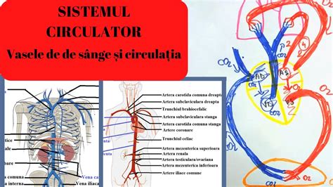 Pdf Biologie Sistemul Circulator Pdf Télécharger Download