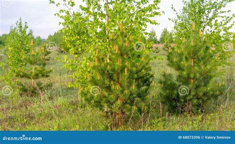 Young Pale Green Pines Stock Photo Image Of Season 68073396