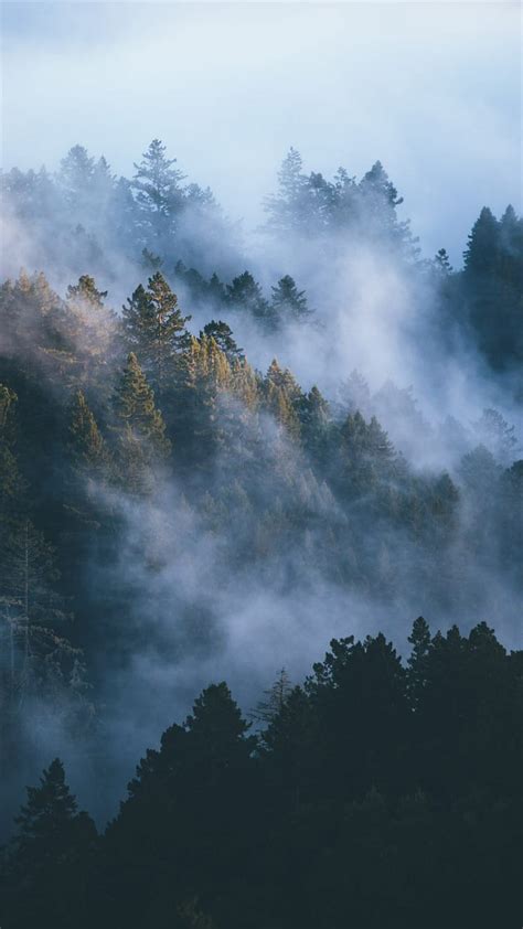 Discover 66 Misty Forest Wallpaper Super Hot Incdgdbentre