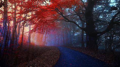 Forest Road Red Leaves Trees Free Image Peakpx