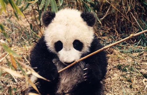 Giant Panda Species Facts Info And More Wwfca Panda Giant Panda Cubs