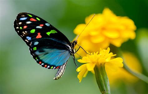 Beautiful Butterfly Wallpaper Examples To Put On Your Desktop Background