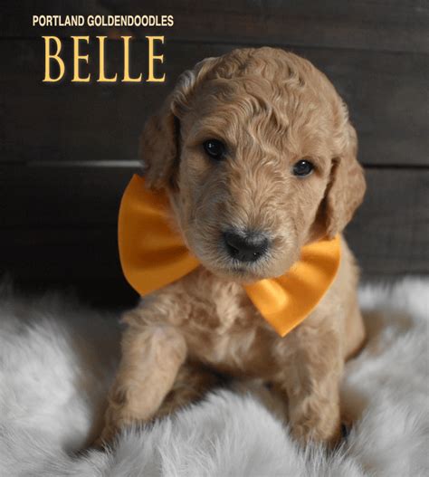 Find the perfect puppy for sale in get notified receive an email alert when additional puppies are added. Multi-Generation Goldendoodle Puppies for Sale and ...