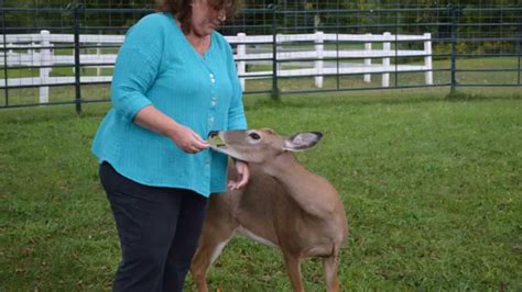 Chittenango Woman Fight To Continue Caring For Deer Youtube