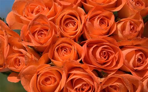 Orange Roses Wallpapers 4k Hd Orange Roses Backgrounds On Wallpaperbat