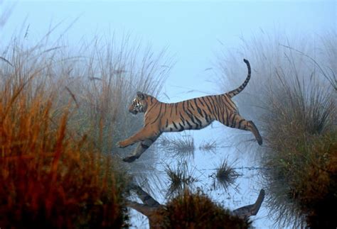 Photographer Deep Rajwar Tiger Leap Series Part 3 One Eyeland