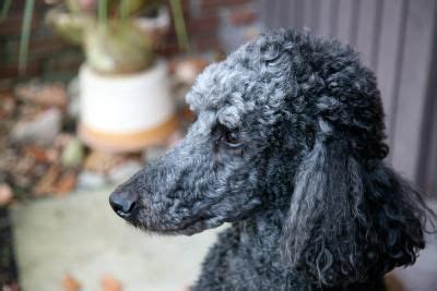 There are tools available for purchase that can help make removal easier. Hair Loss in Poodles | Dog ear cleaner, Poodle grooming ...