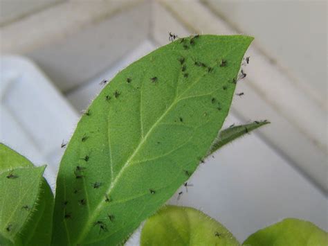 How To Get Rid Of Fungus Gnats Once And For All Forgardening