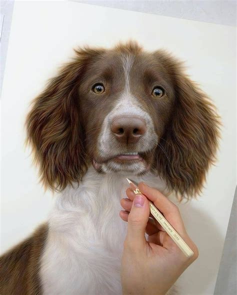 Super Realistic Dog Drawing Dog Drawing Colored Pencil Art Projects